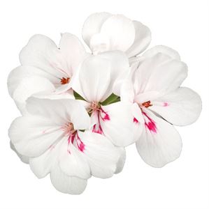 Bild von Geranium Hang P12 Double Evita White